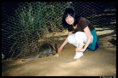 Feeding a baby walloby