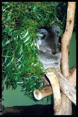 Koala does what they do best -- sleeping