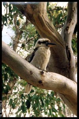 Laughing bird