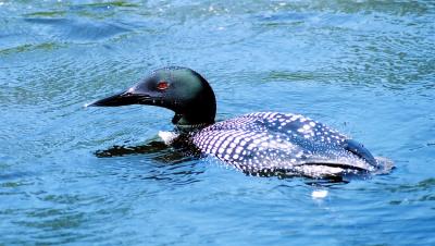 Loon Images from Lake Winnipesaukee, New Hampshire