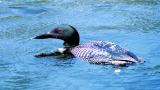 Loon Images from Lake Winnipesaukee, New Hampshire