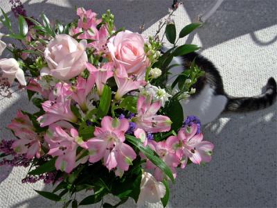 mayIchewthese.jpg