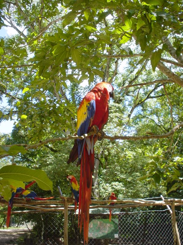 macaw at Copan