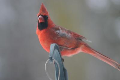 Cardinal