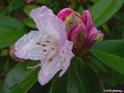 Our Rhodies are Blooming