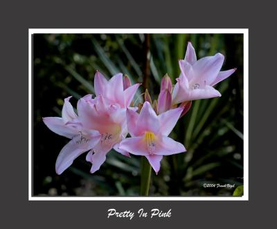 Pretty In Pink