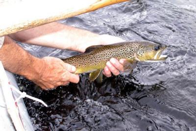 Brown trout in Montana