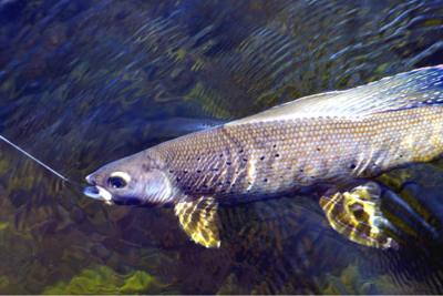 Grayling in Canada