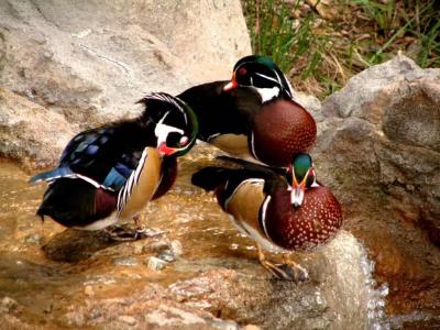 San Diego Zoo, California