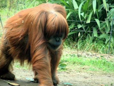 San Diego Zoo, California