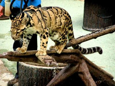 San Diego Zoo, California