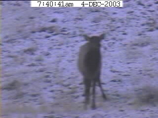 Gardner Webcam Elk