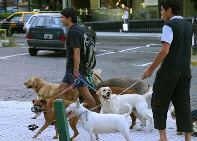 Walkin' the Dogs