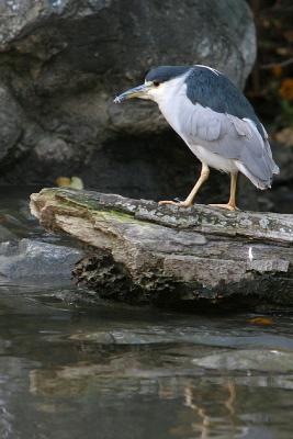 Black-Crowned Night Heron