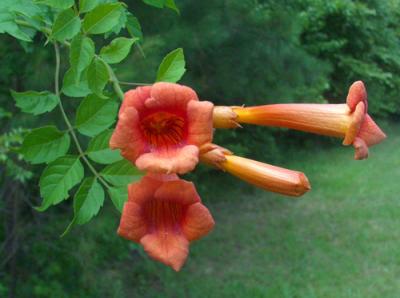 Trumpet Creeper