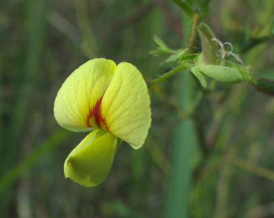 Sensitive Joint-Vetch(Threatened!)