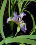 Wild Iris