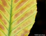 American Beech Leaf