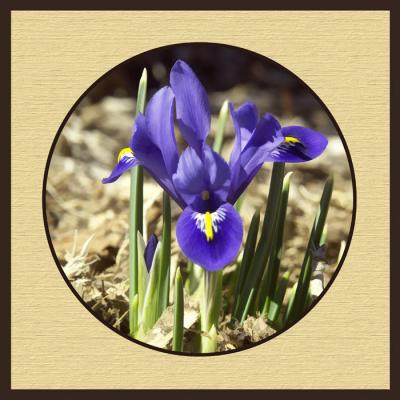 Baby Blue Iris