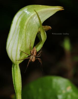 Spider orchid