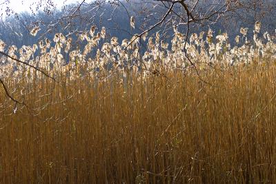 CRW_2862.jpg