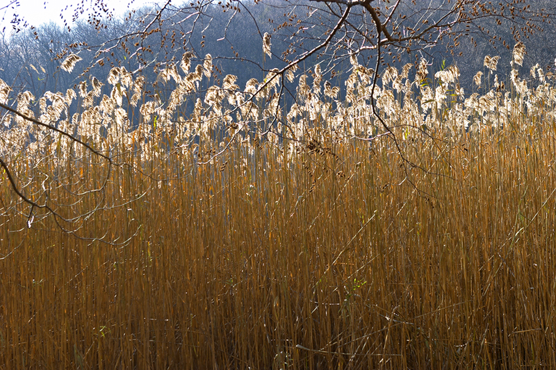 CRW_2862.jpg