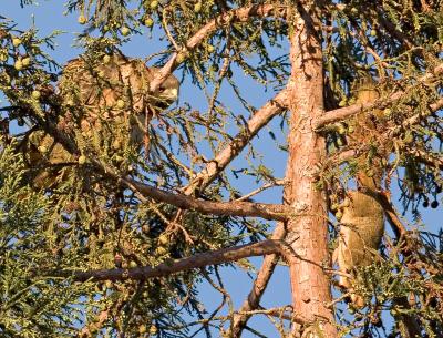 Squirrel has had enough of hawk_MG_1171.jpg