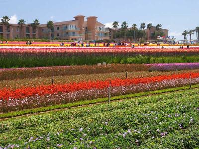 Carlsbad - Flower Fields 3