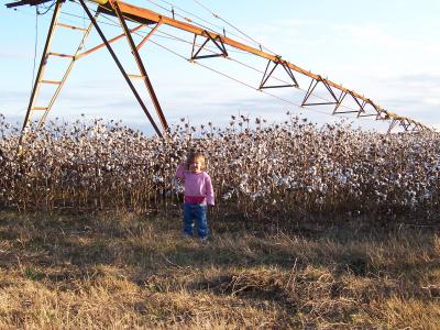 a cotton field in Bainbridge, Georgia