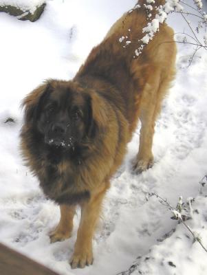 Feb-2005 Jake in snow.jpg