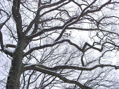 Feb-2005-E100-RS branches.jpg