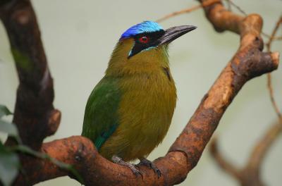 Motmot (Momotus momota )