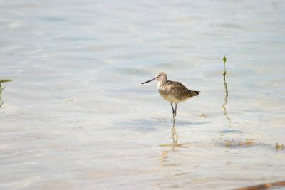 Willet