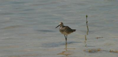 Willet