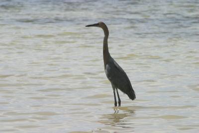 Blue Heron