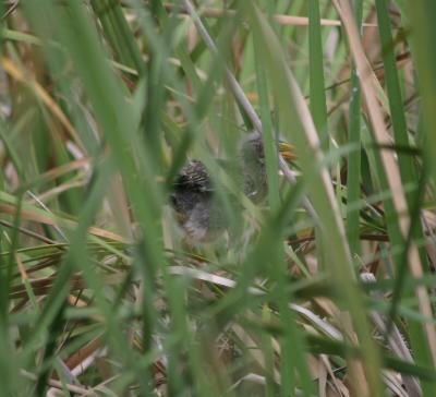 Baby Green Heron - see him in the weeds?