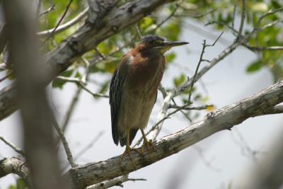 Green Heron