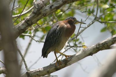 Green Heron