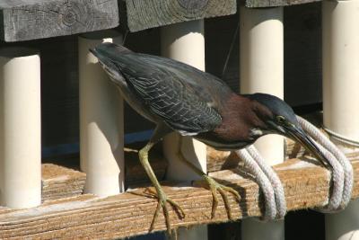 Green Heron