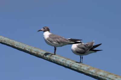 Some type of seagulls