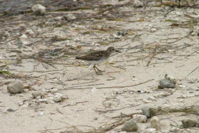 Western Sandpiper