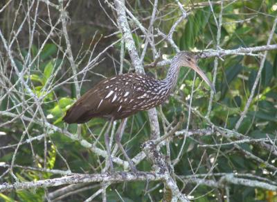 Limpkin