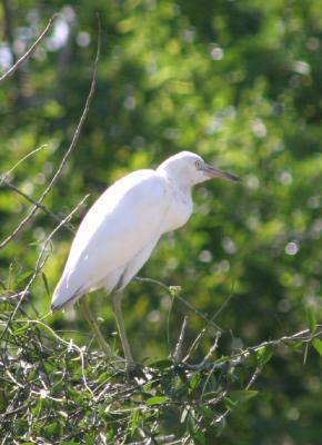 Immature Little Blue Heron