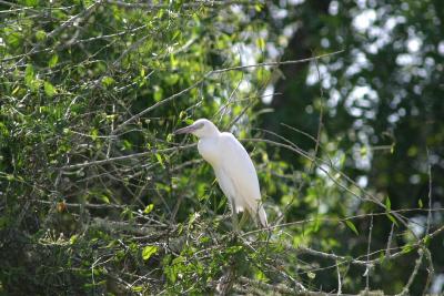 Immature Little Blue Heron