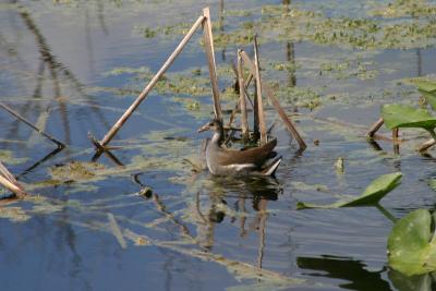 baby Common Moorhen