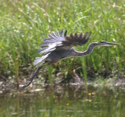 Great Blue Heron in flight