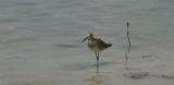 Willet