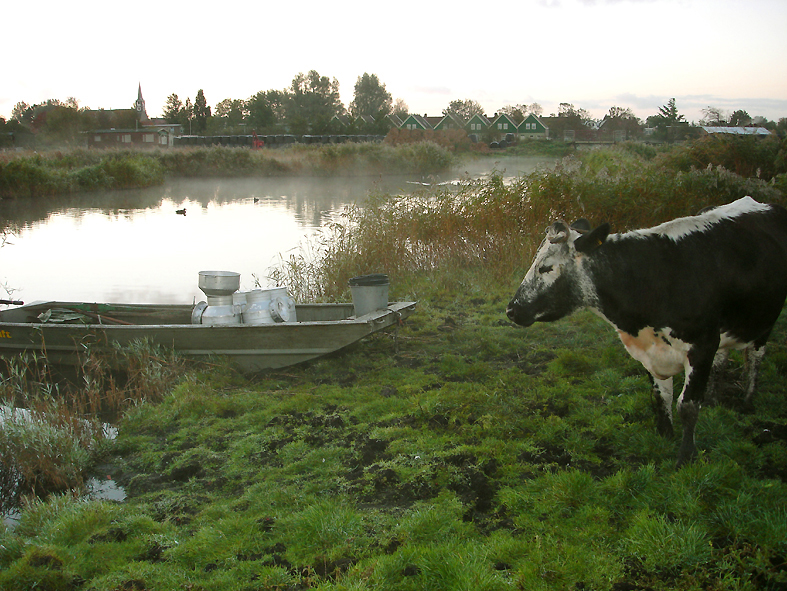 Koe bij boot