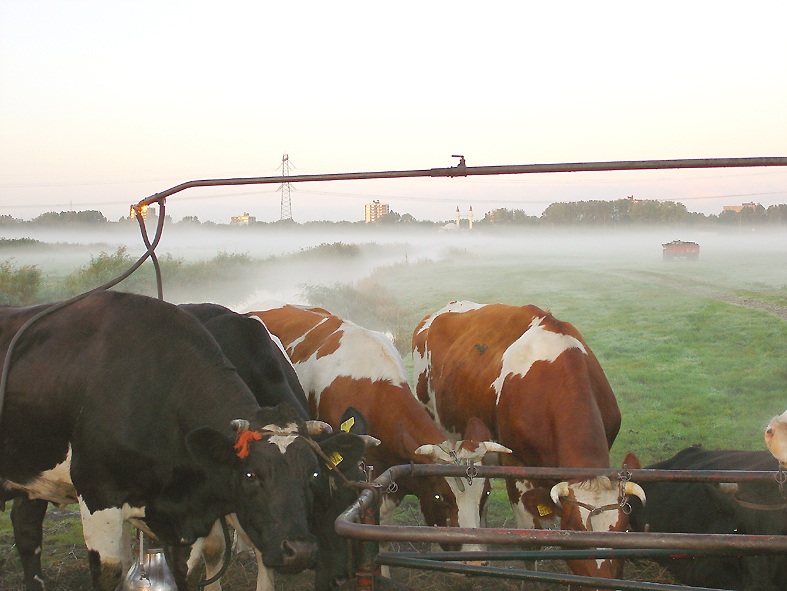 Koeien aan de melkmachine