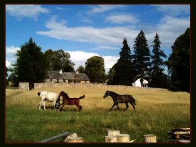 Horses at Play